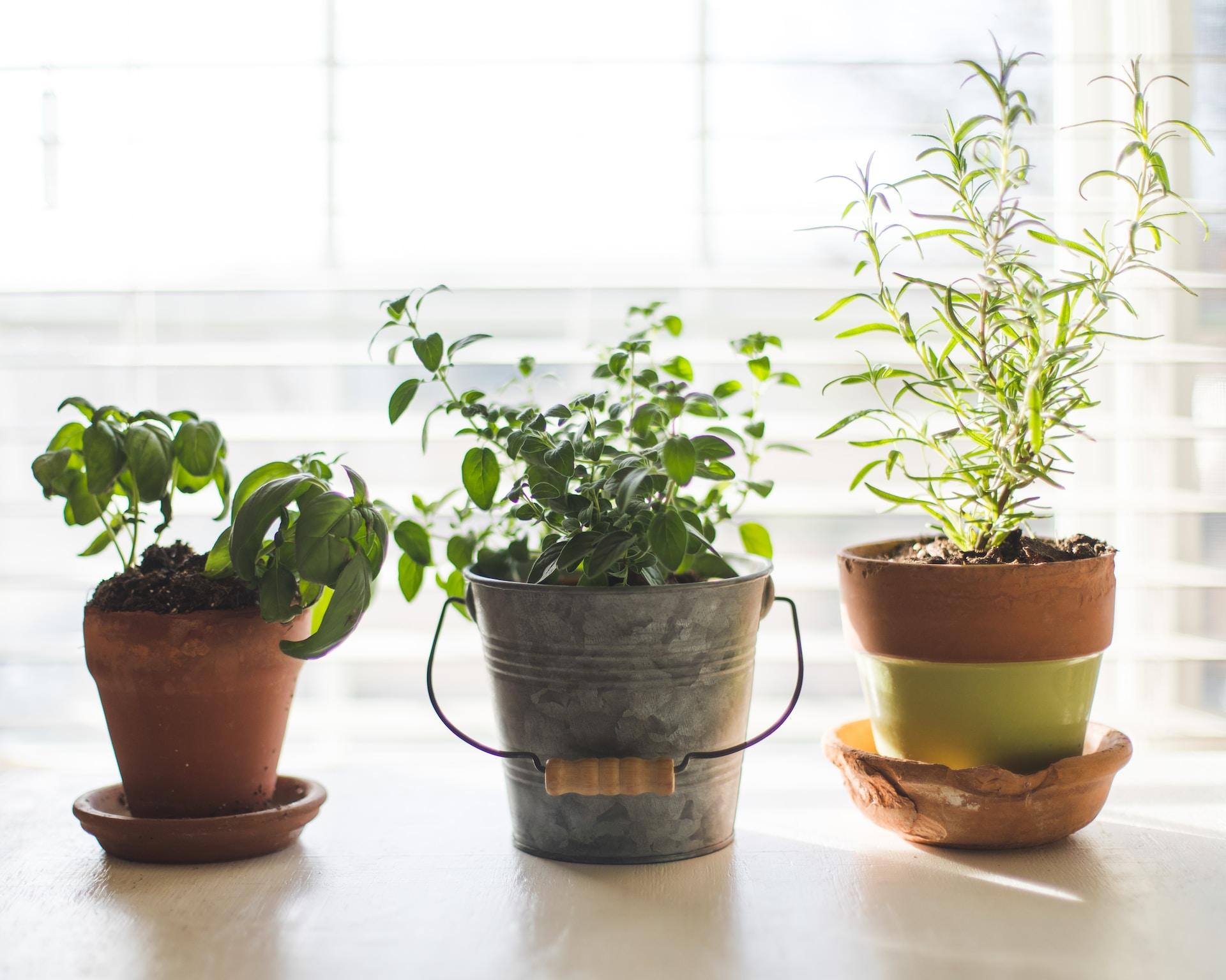 DIY Herb Garden Ideas