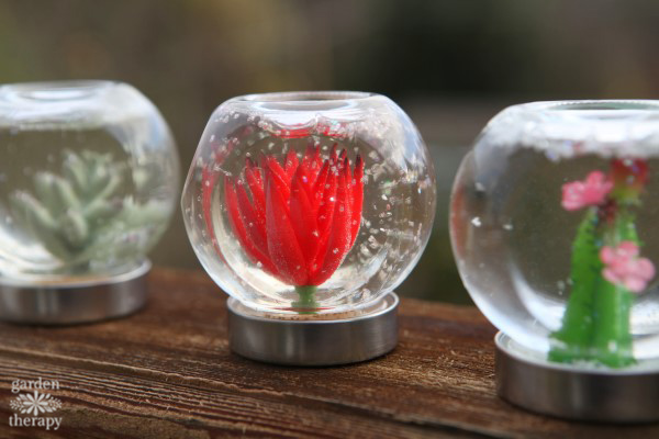 DIY Succulent Snow Globes