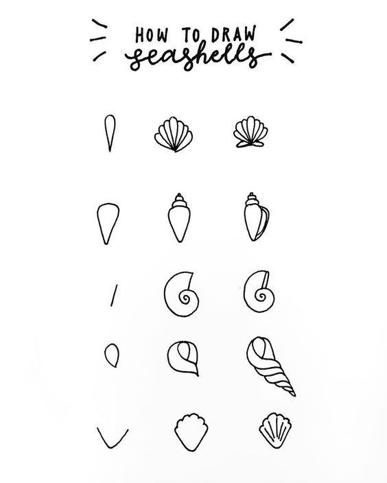 How to draw seashells