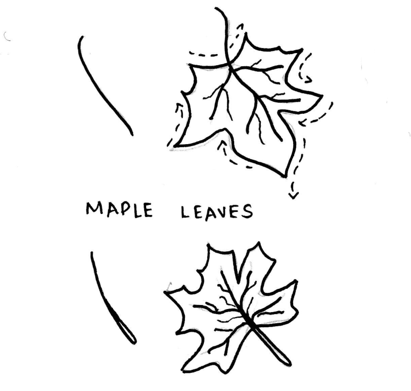 how to draw maple leaves