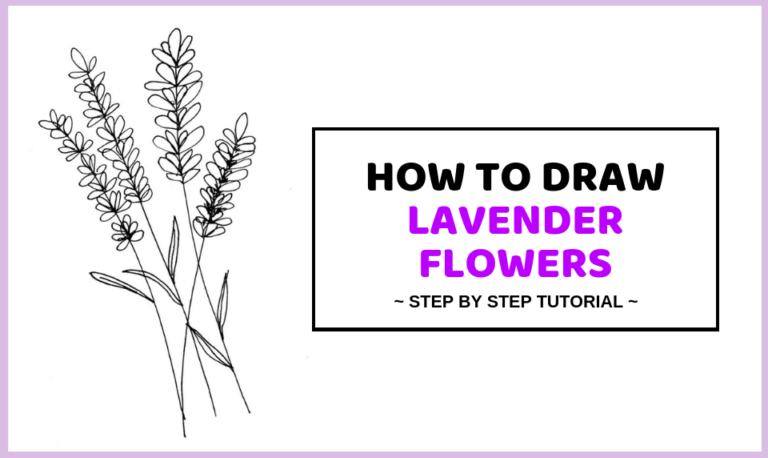 How To Draw Lavender Flowers – Easy Step By Step Guide