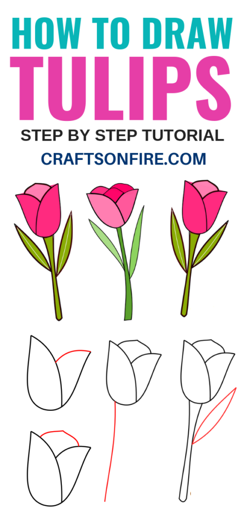 How To Draw A Tulip For Beginners - Craftsonfire