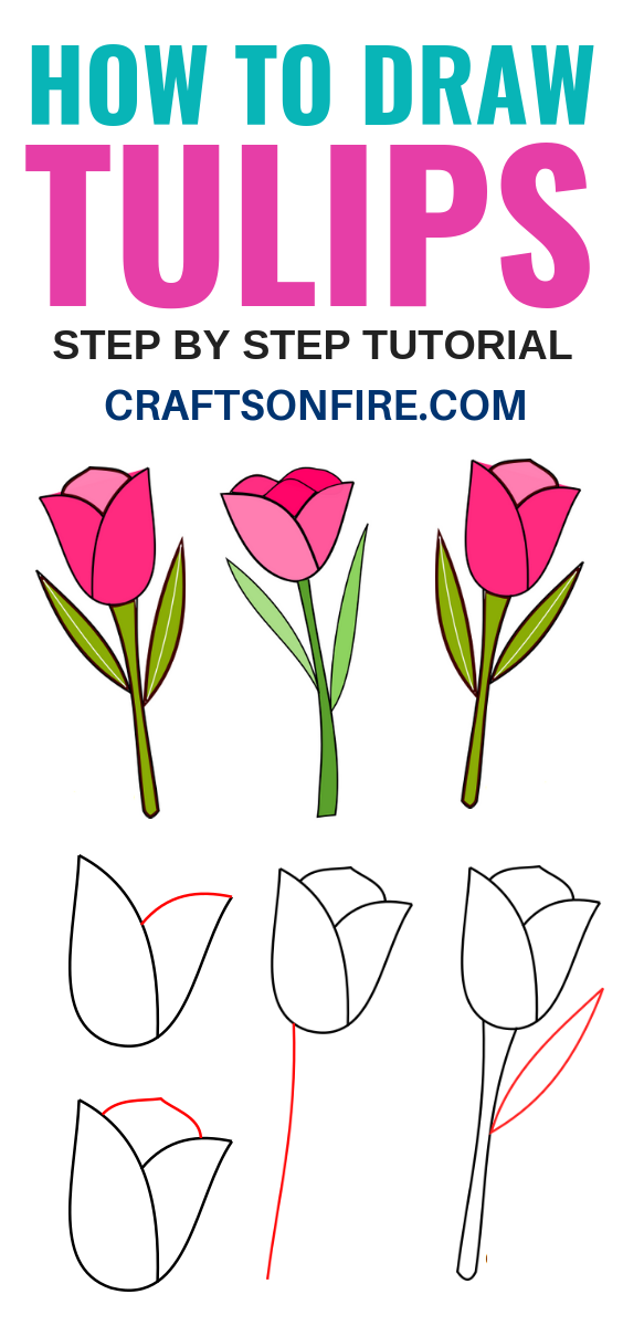 How to Draw a Tulip for Beginners Best Drawing Tutorial