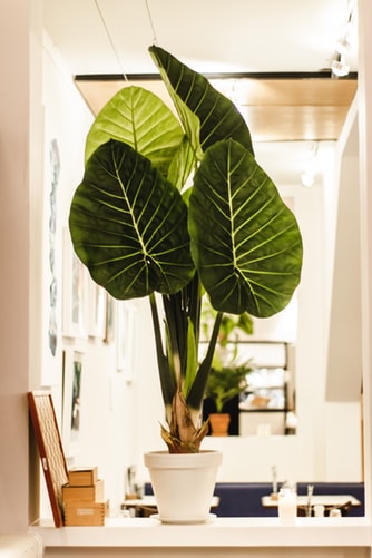 indoor plants for home decor