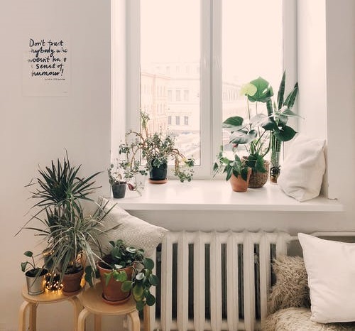 how to make a white room cozy with plants
