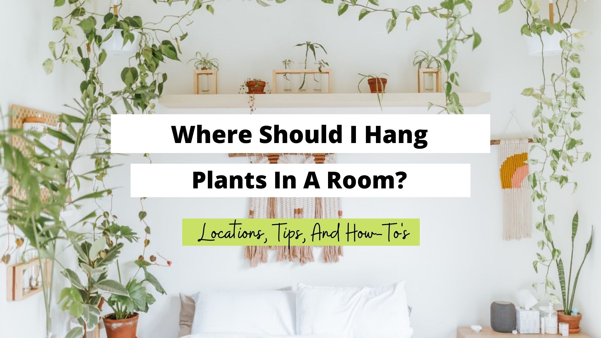 where should I hang plants in my room