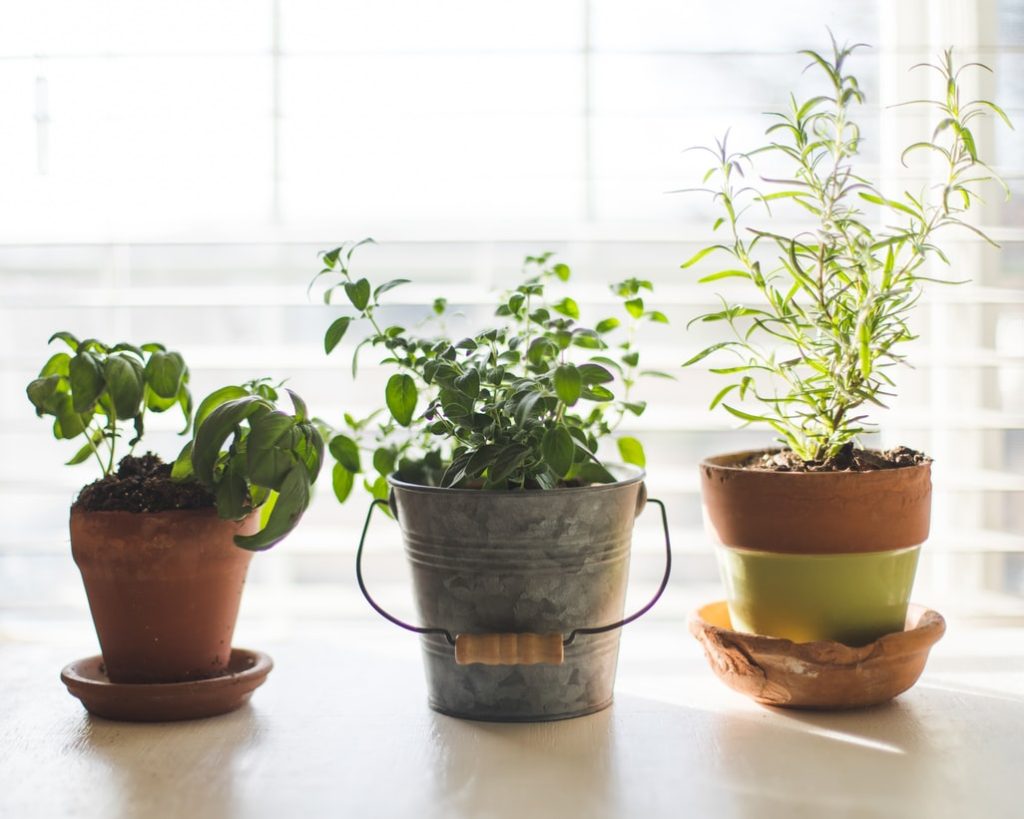 herb garden for kitchen windowsill