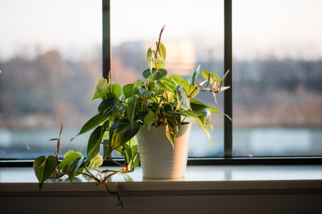 Plants on kitchen windowsill