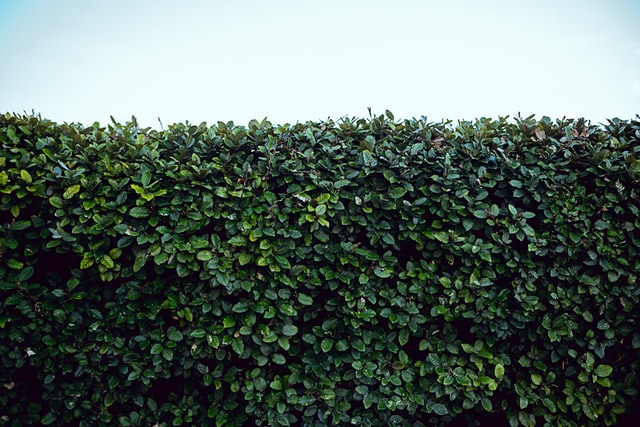 Hedge Walls