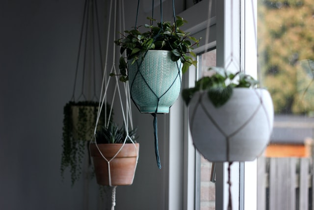 Dress a window without curtains using hanging plants