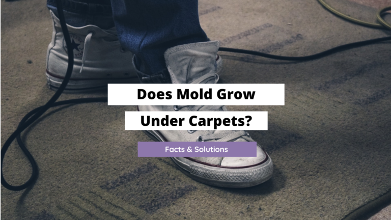 Does Mold Grow Under Carpets? (Facts & Solutions)