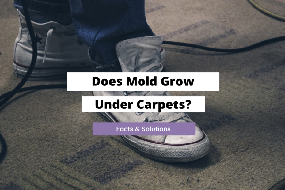 Does Mold Grow Under Carpets? (Facts & Solutions) Craftsonfire