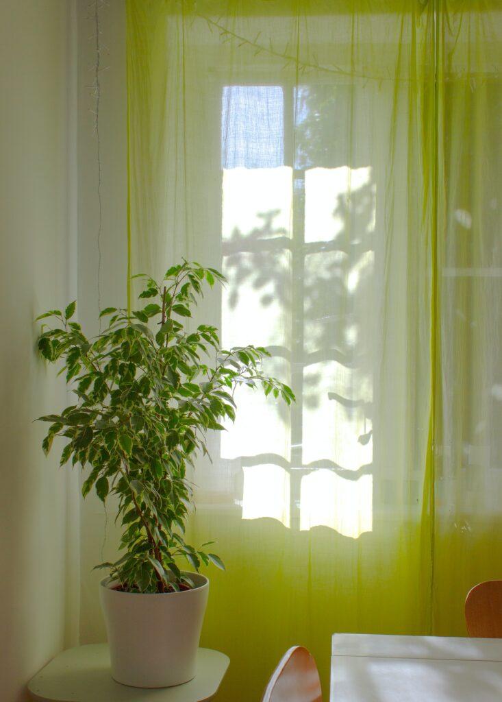 green curtains with green walls