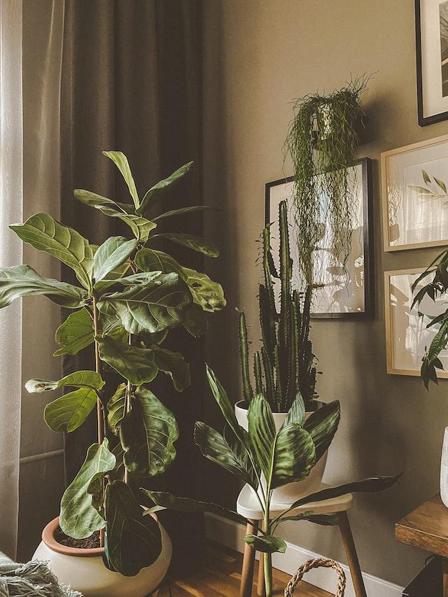 plants next to curtains