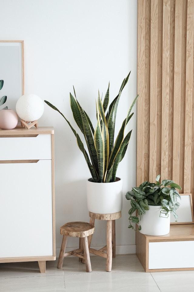 arranging plants for living room tips