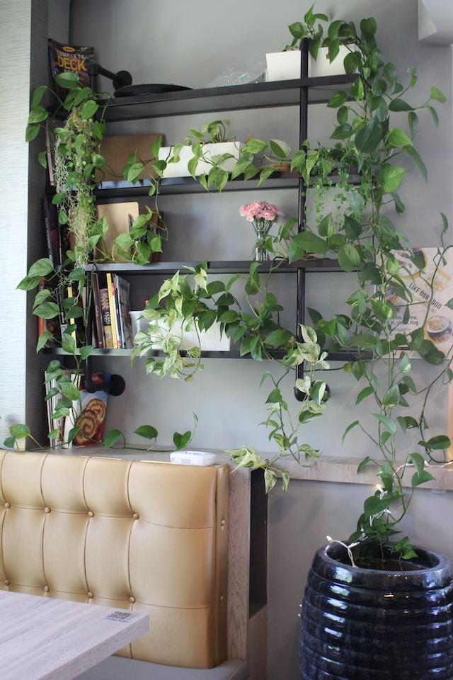 hanging plants to cover shelves without doors
