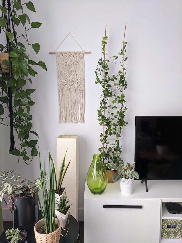plants for boho chic interior