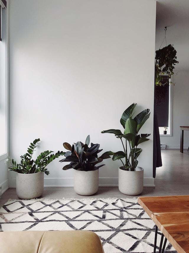 plants for room decor