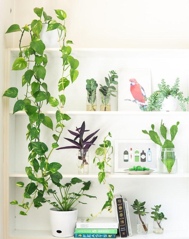 plants on floating shelves