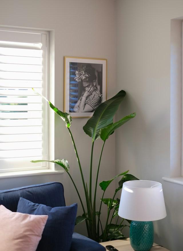plants for living room decor