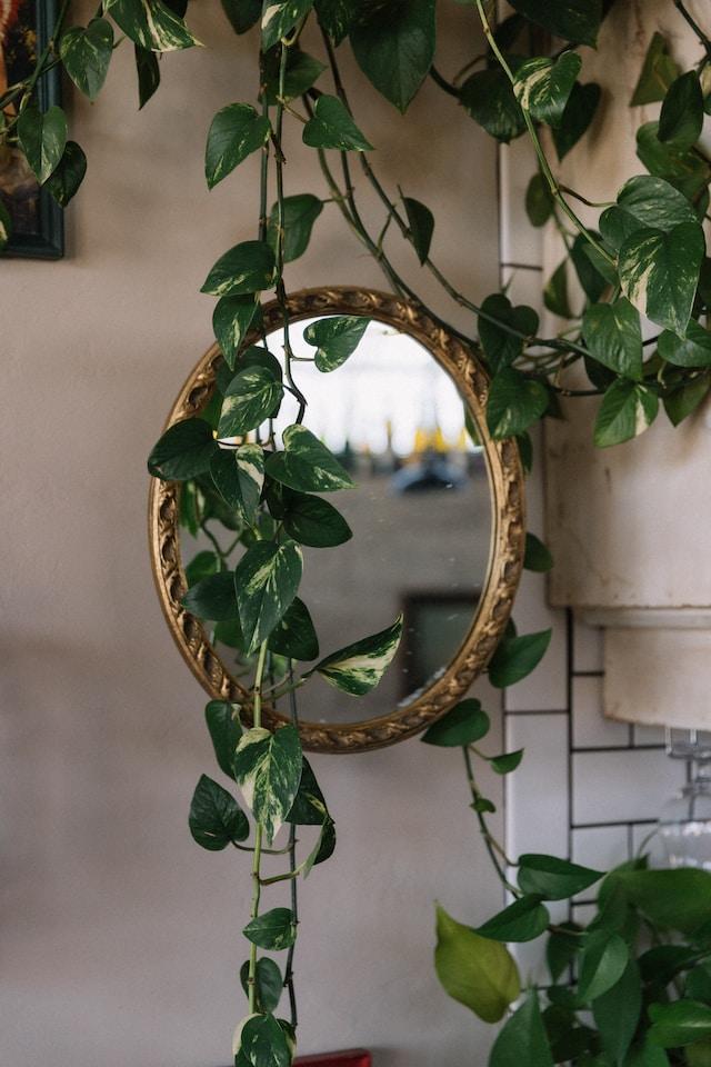 using vines to cover mirror